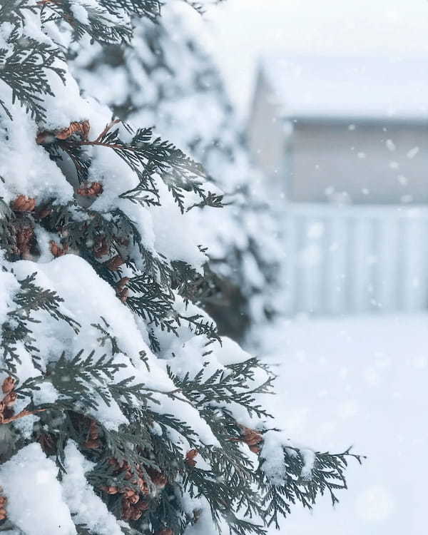 冬生まれの女の子の名前125選！雪や冬の自然をイメージさせる