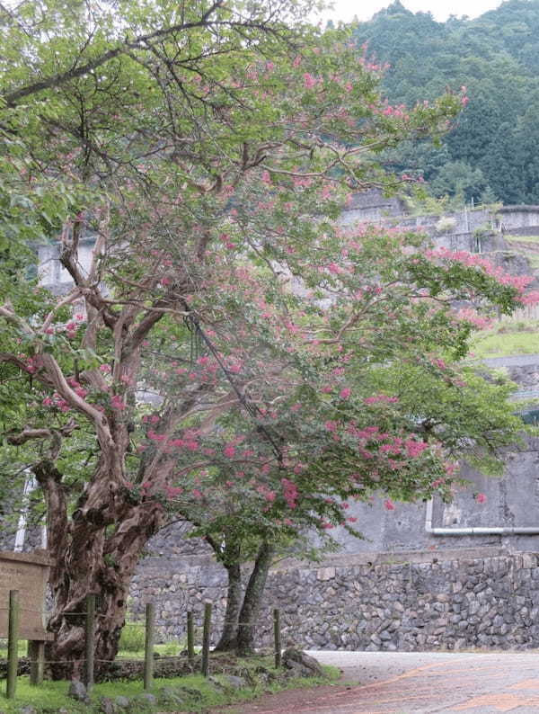 【兵庫県朝来市】今しか見られない「神子畑選鉱場跡」の特別な絶景と徒歩圏内の見どころ8選1.jpg