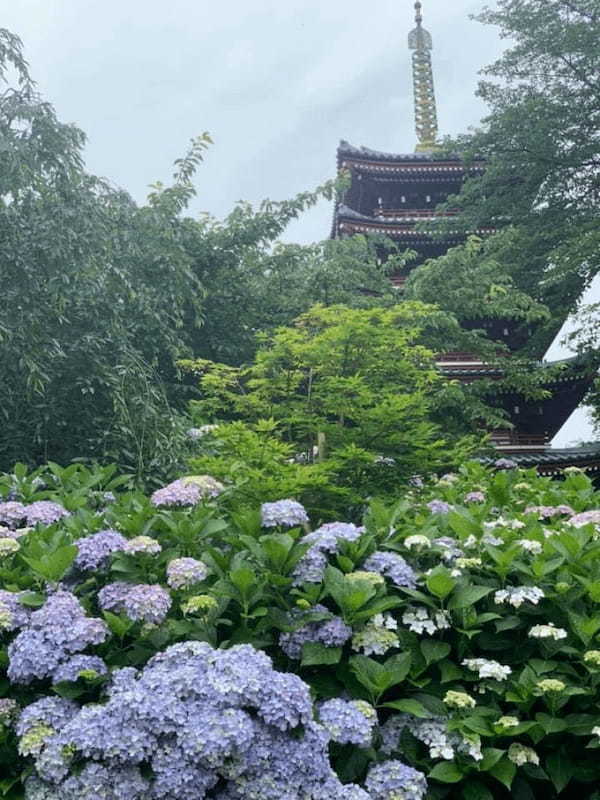 5万本の紫陽花と6千本の花菖蒲！千葉県のあじさい寺【本土寺】へ行こう1.jpg