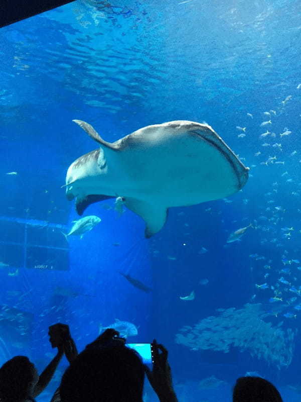 やはり日本一！？ 沖縄美ら海水族館の魅力に迫る