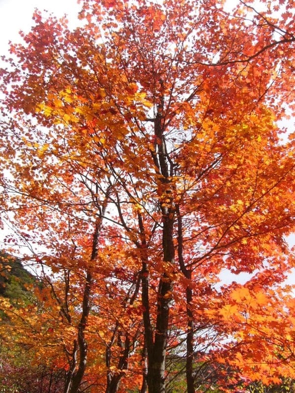 信州の指折り紅葉スポット「横谷渓谷」に出掛けよう！