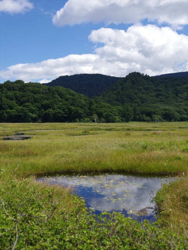 【群馬県】美しい尾瀬の湿原とイチオシのお土産・スイーツ