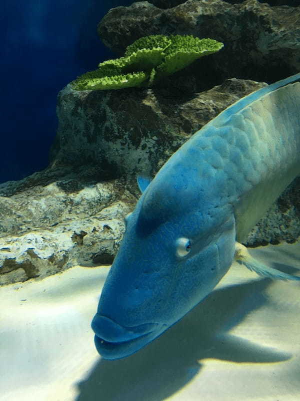 【北海道】圧巻のトドショー！大自然に囲まれたおたる水族館で海獣に会おう！