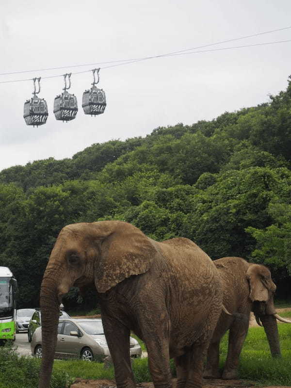 関西の人気動物園TOP10！みんなが行っている動物園ランキング1.jpg