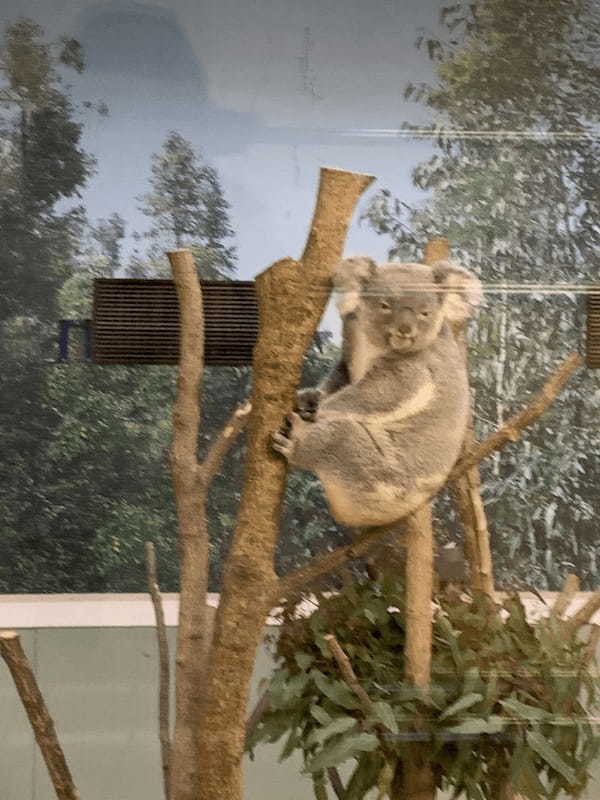 ここはサバンナ!?可愛いコアラにも会える、鹿児島の平川動物公園♪1.jpg