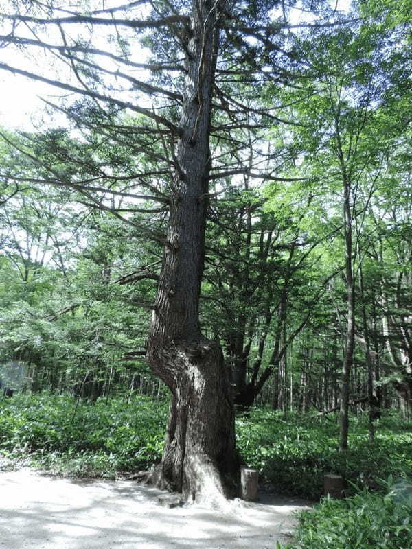 【上高地】美しい自然を大満喫！「かっぱ橋」から「明神池」を散策！