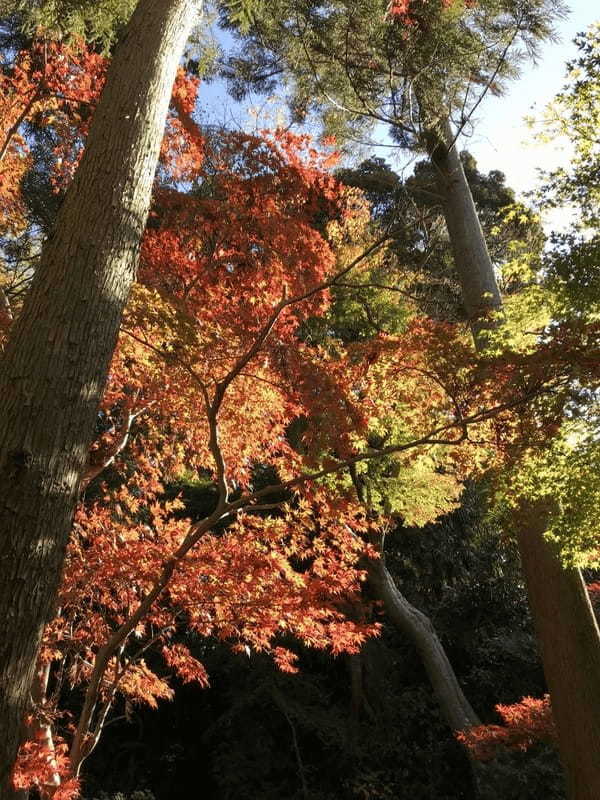 千葉の紅葉名所No.1【本土寺】のオススメ写真スポット＆楽しみ方を伝授！