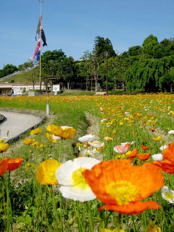 全国のおすすめ花畑85選！一面に絶景が広がる花の名所ガイド