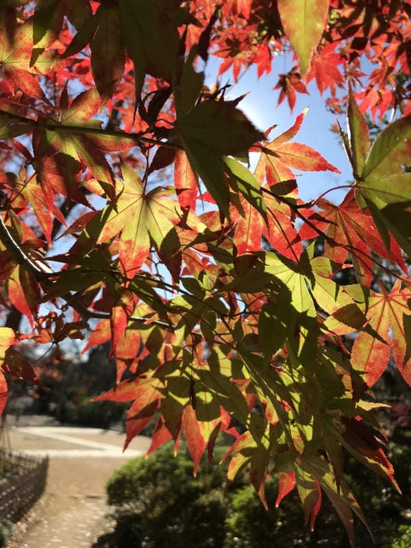 千葉の紅葉名所No.1【本土寺】のオススメ写真スポット＆楽しみ方を伝授！