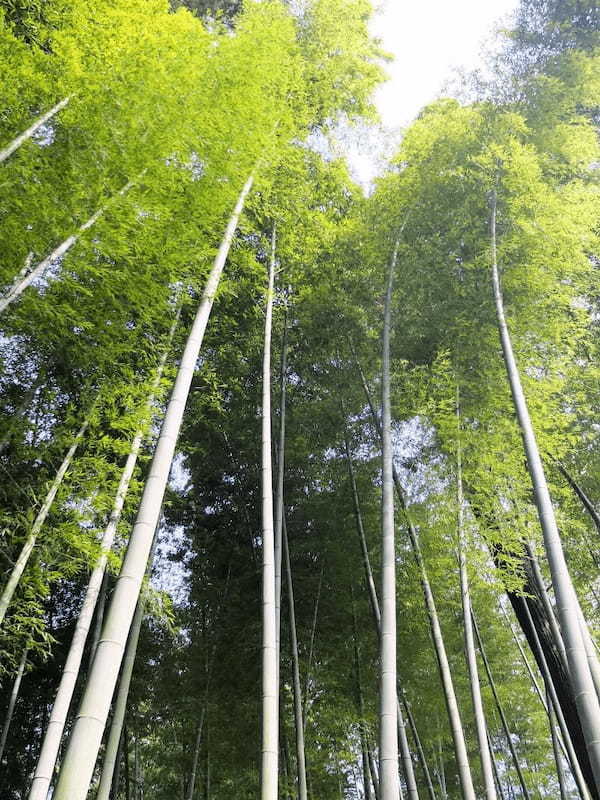 茨城・偕楽園の「水戸の梅まつり」で春の足音を先取りしよう！1.jpg