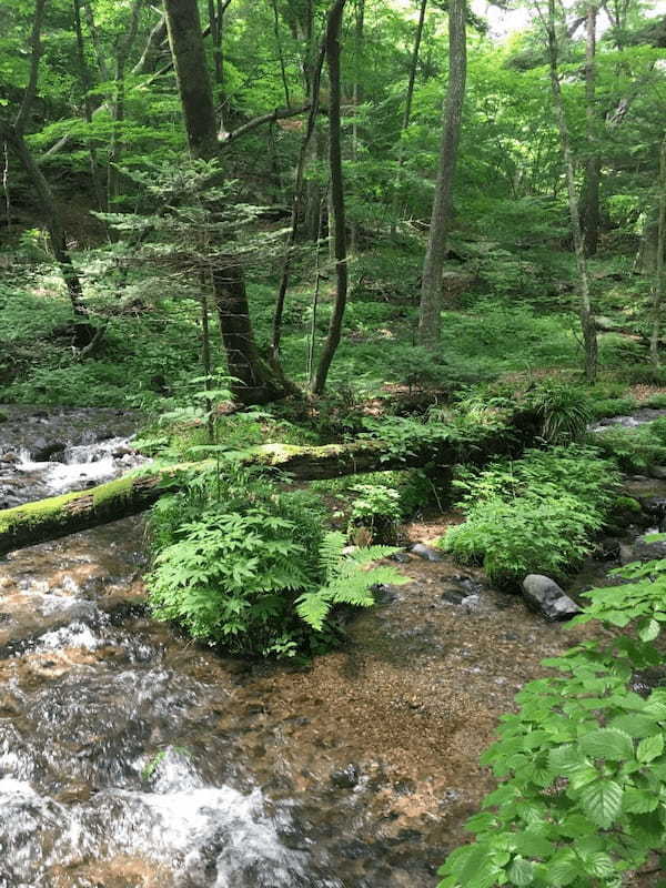 【栃木】自信を持ってオススメする名水百選！尚仁沢湧水とは1.jpg