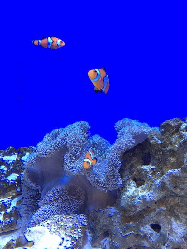 【北海道】圧巻のトドショー！大自然に囲まれたおたる水族館で海獣に会おう！