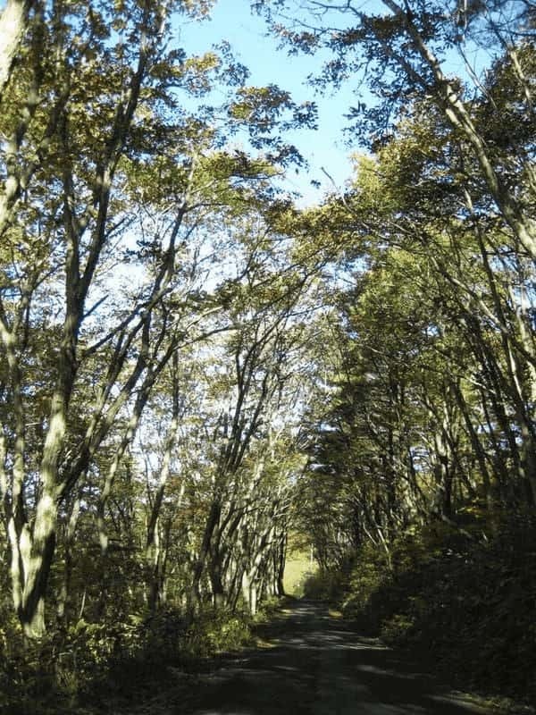 秘湯好きの聖地！美肌の湯・姥湯温泉と峠駅【山形】