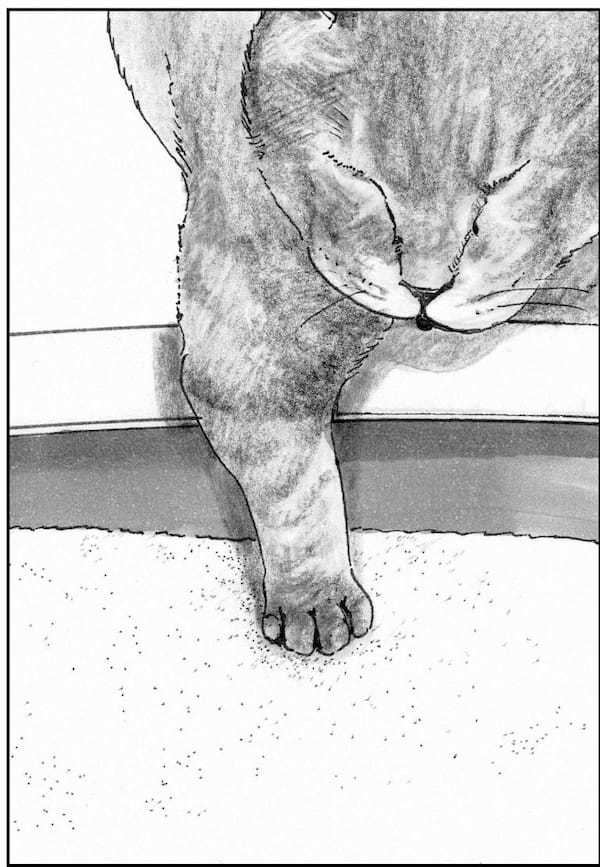 ＜猫漫画＞貧乏OLの家に棲みついた、不思議な猫たちの能力／モンちゃんと私