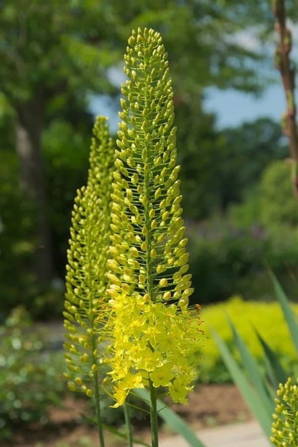 希望を意味する花言葉の花15選 プレゼントにもおすすめ！