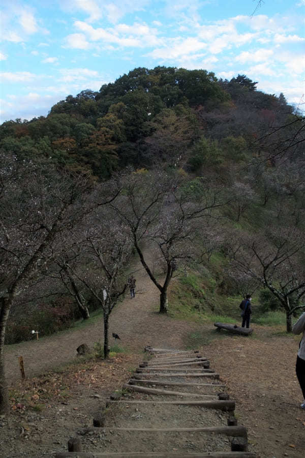 【群馬県】国指定名勝「桜山公園」を包み込む紅葉ライトアップと冬桜のコラボを見に行こう