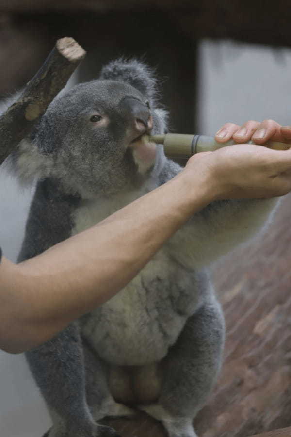 九州の人気動物園TOP10！みんなが行っている動物園ランキング1.jpg