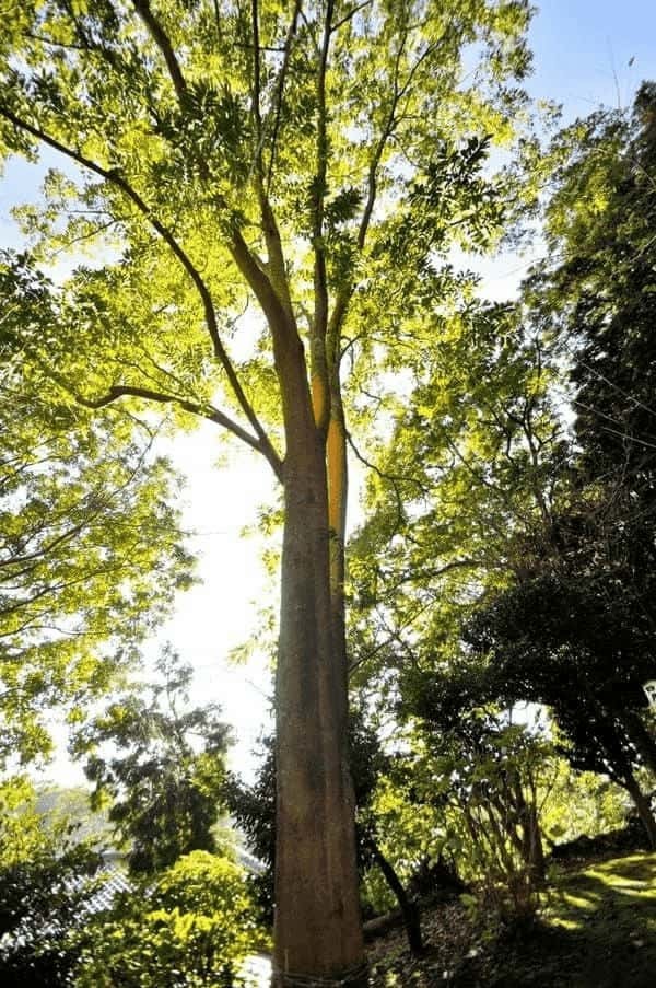 鎌倉の恋の神様にご縁を願おう「葛原岡神社」