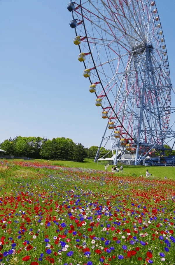 全国のおすすめ花畑85選！一面に絶景が広がる花の名所ガイド