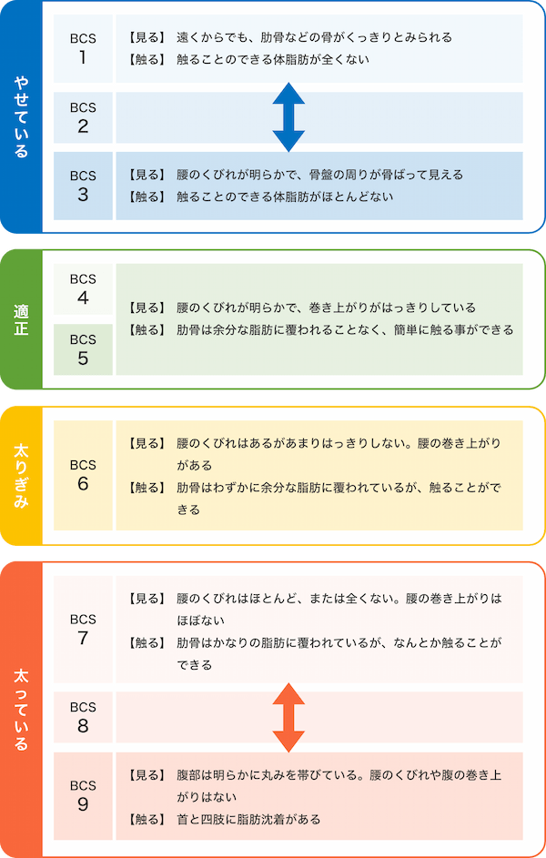 【獣医師監修】理想的な犬のダイエット方法 肥満の基準や成功ポイントについて解説