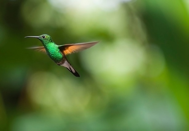 鳥のスピリチュアル的な意味とは？横切る・飛ぶ・ぶつかるなど状況別に紹介！