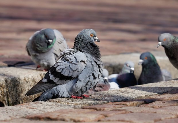 鳥のスピリチュアル的な意味とは？横切る・飛ぶ・ぶつかるなど状況別に紹介！