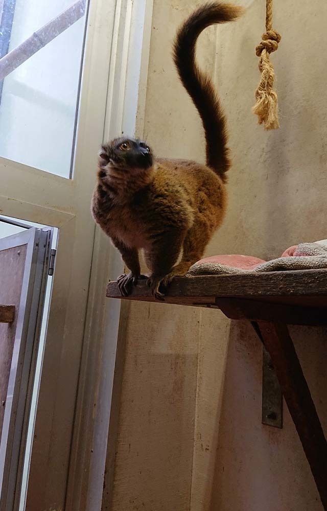 入園料無料が嬉しい！「夢見ヶ崎動物公園」の見どころやアクセス方法を徹底解説