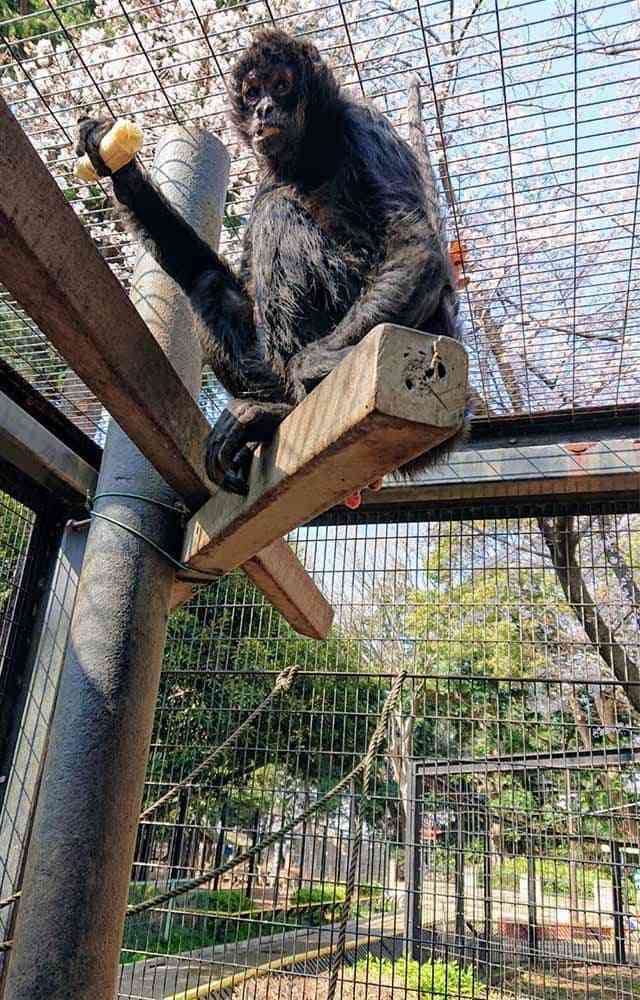 入園料無料が嬉しい！「夢見ヶ崎動物公園」の見どころやアクセス方法を徹底解説