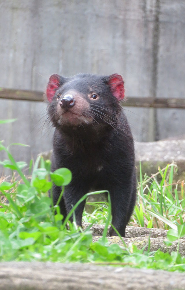 多摩動物公園で会えてよかった15種の動物たち