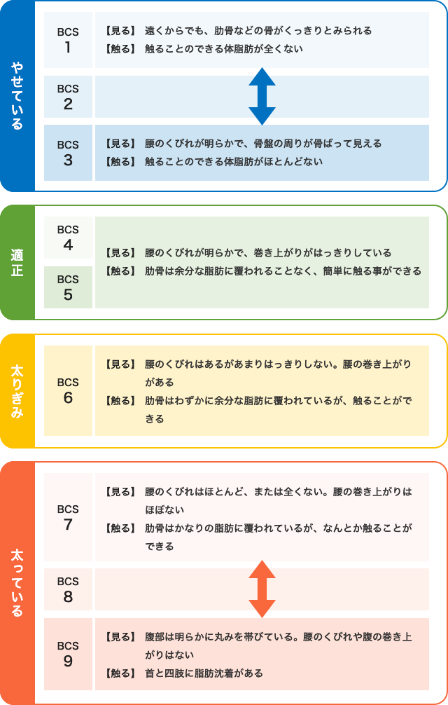 【獣医師監修】どうして犬のダイエットは必要なの？理想的なダイエット方法や成功のポイントを解説