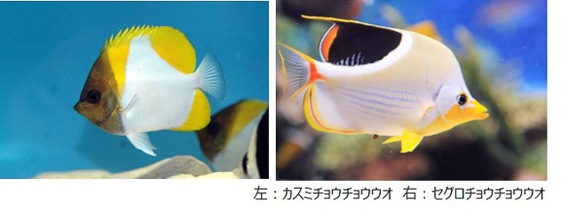 今夏の自由研究はサンシャイン水族館で！クラゲや爬虫類の生態を展示や解説で楽しみながら学ぼう