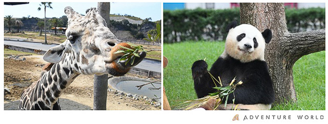 ふわモコ動物たちと春をお祝い！子パンダ鑑賞やゾウの餌やりを体験できる春イベントが開幕