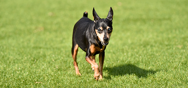 犬のダニ（マダニ）対策！ダニを見つけた時の対処法と予防法を獣医師が解説