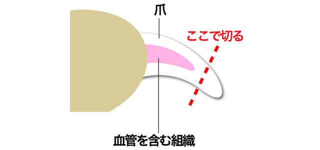 猫の爪切りってどうやるの？初心者でも簡単に切れるコツや嫌がる猫ちゃん対策を獣医師が紹介！！