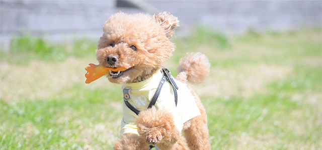 犬が噛む理由とは？噛み癖を直す方法や注意点をご紹介