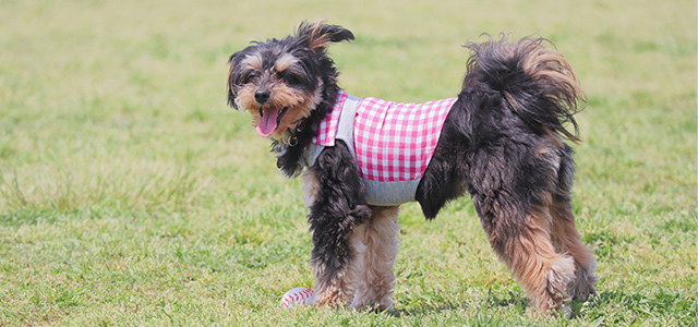 【獣医師監修】どうして犬のダイエットは必要なの？理想的なダイエット方法や成功のポイントを解説