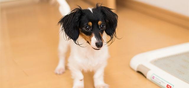 犬のトイレトレーニングについて動物看護師が解説！