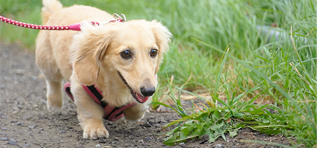 犬の目やにの原因は？正しいケア・対処法を獣医師が解説