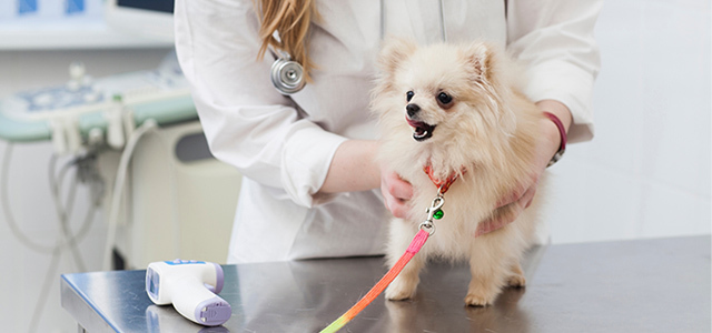 犬が吐く理由は？犬の嘔吐の原因や対処法、子犬の嘔吐について獣医師が解説