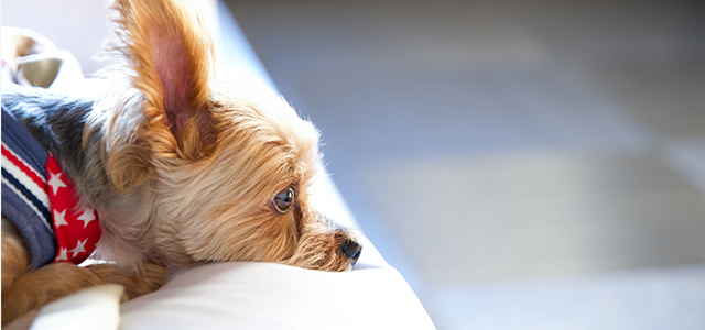 【獣医師監修】犬に寄生するノミの対処法を解説!見つけ方や駆除方法、治療・予防方法について