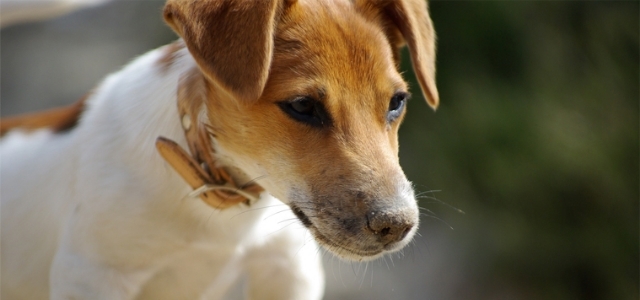 【獣医師監修】犬のアレルギーの症状と原因は？愛犬のためにできる対処法を紹介