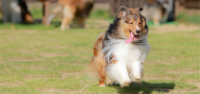 【獣医師監修】どうして犬のダイエットは必要なの？理想的なダイエット方法や成功のポイントを解説