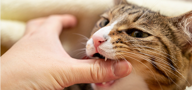 猫が噛む理由は？噛み癖を直す効果的なしつけ方や噛まれた時の対処法を獣医師が紹介