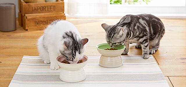 猫のフードって何がいいの？適切な食事回数やフードの選び方、与え方を獣医師が紹介