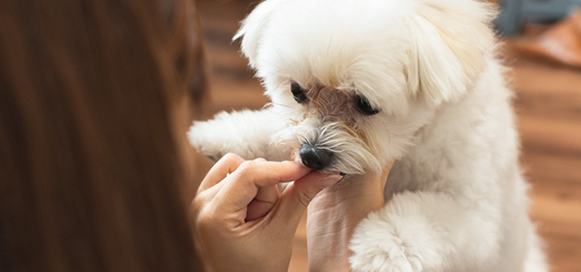 犬が吐く理由は？犬の嘔吐の原因や対処法、子犬の嘔吐について獣医師が解説