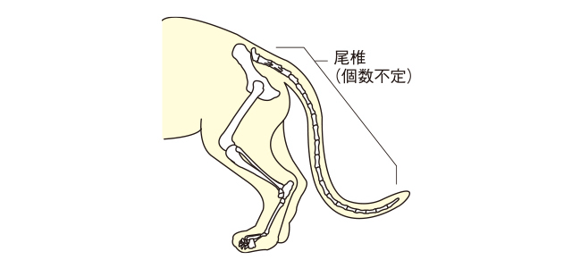 【専門家監修】しっぽで猫の気持ちがわかる？しっぽの役割や使い方まで専門家が解説