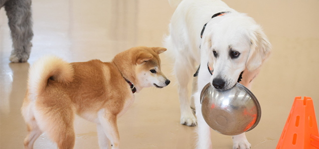 【獣医師監修】どうして犬のダイエットは必要なの？理想的なダイエット方法や成功のポイントを解説