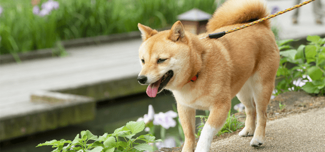 【獣医師監修】柴犬の性格や飼い方のコツ、寿命、なりやすい病気まで全部紹介！