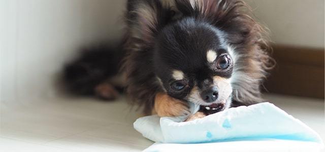 犬のトイレトレーニングについて動物看護師が解説！