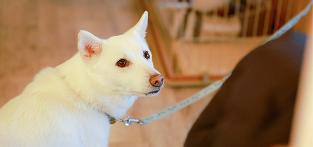 【獣医師監修】犬に寄生するノミの対処法を解説!見つけ方や駆除方法、治療・予防方法について